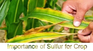 Importance of Sulfur for Crops