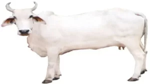 Top Ten Cow Breed