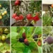 Fast Growing Fruit trees in India