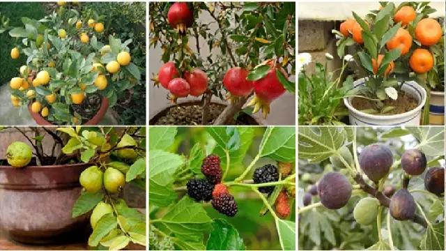 Fast Growing Fruit trees in India