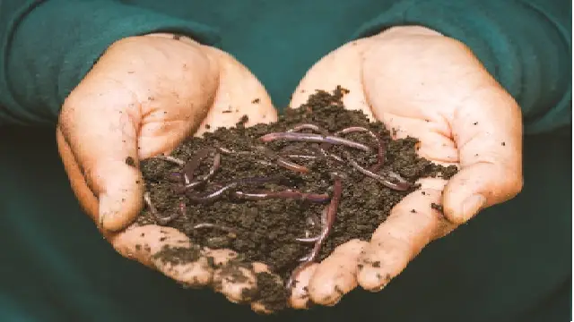 Vermi compost Fertilizer