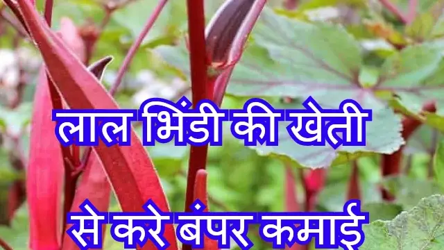 Red Lady Finger Cultivation