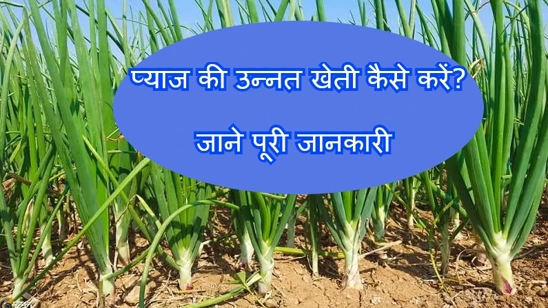 Onion Farming in India