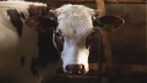 Dairy Farming in Hindi