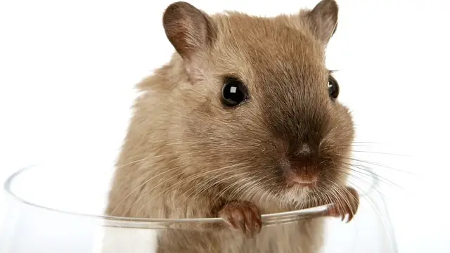 Gharelu Nuskha Rat Home Remedies