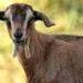 Goat Farming in Hindi