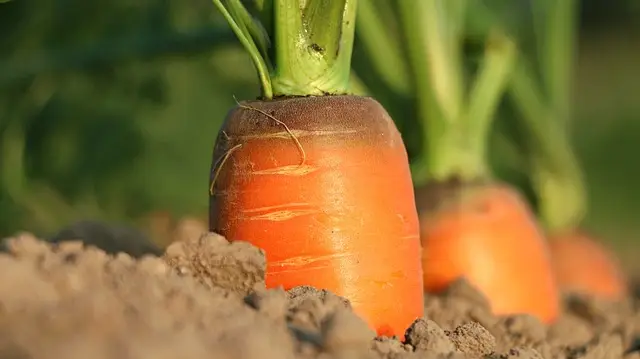 Carrot Farming 