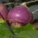 Turnip Farming