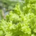 Lettuce Leaf Farming