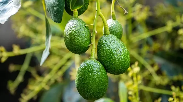 Avocado Cultivation