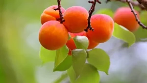 Benefits of Apricot