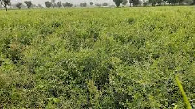 Henna Farming : Excellent commercial crop of infertile and rainfed farms,  earning a lot of money year