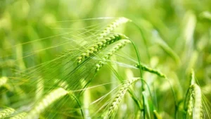 Barley Benefits