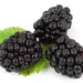 Blackberry Benefits a