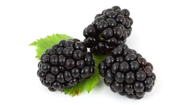 Blackberry Benefits a