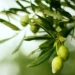 Benefits of Olive