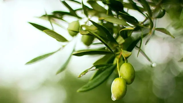 Benefits of Olive