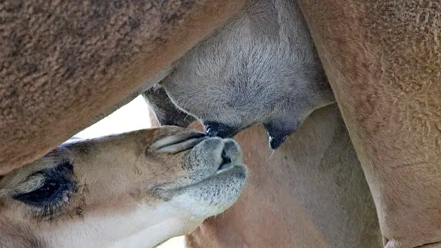 Camel Milk Benefits in Hindi