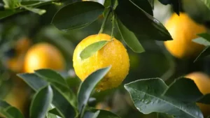 Lemon Leaves Benefits in Hindi