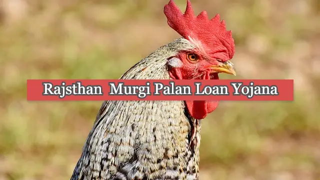 Rajsthan Murgi Palan Loan Yojana